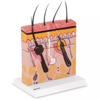 Anatominen malli – iho Anatominen malli – iho