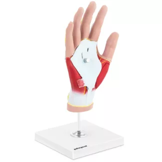 Anatominen malli – käsi – neliosainen – alkuperäiskoko – lihasrappeutuma