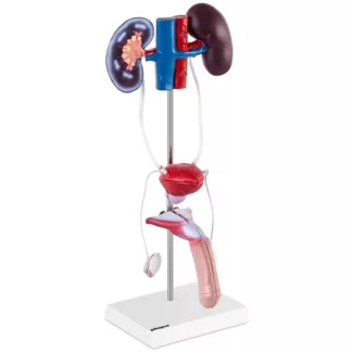 Anatominen malli – miehen urogenitaalinen järjestelmä – luonnollinen koko