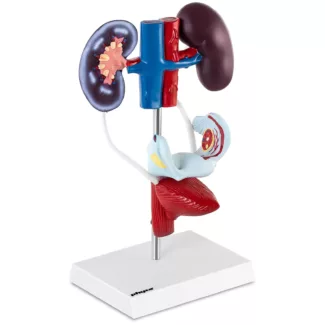 Anatominen malli – naisen urogenitaalinen järjestelmä – luonnollinen koko