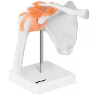 Anatominen malli – olkanivel – luonnollisessa koossa Anatominen malli – olkanivel – luonnollisessa koossa