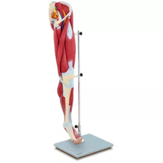 Jalan anatominen malli -väritetty Jalan anatominen malli -väritetty