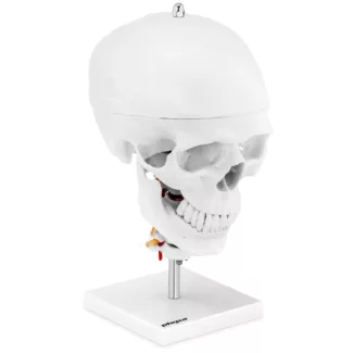 Pääkallomalli – 7 kaulanikamalla ja aivoilla- luonnollinen koko Pääkallomalli – 7 kaulanikamalla ja aivoilla- luonnollinen koko
